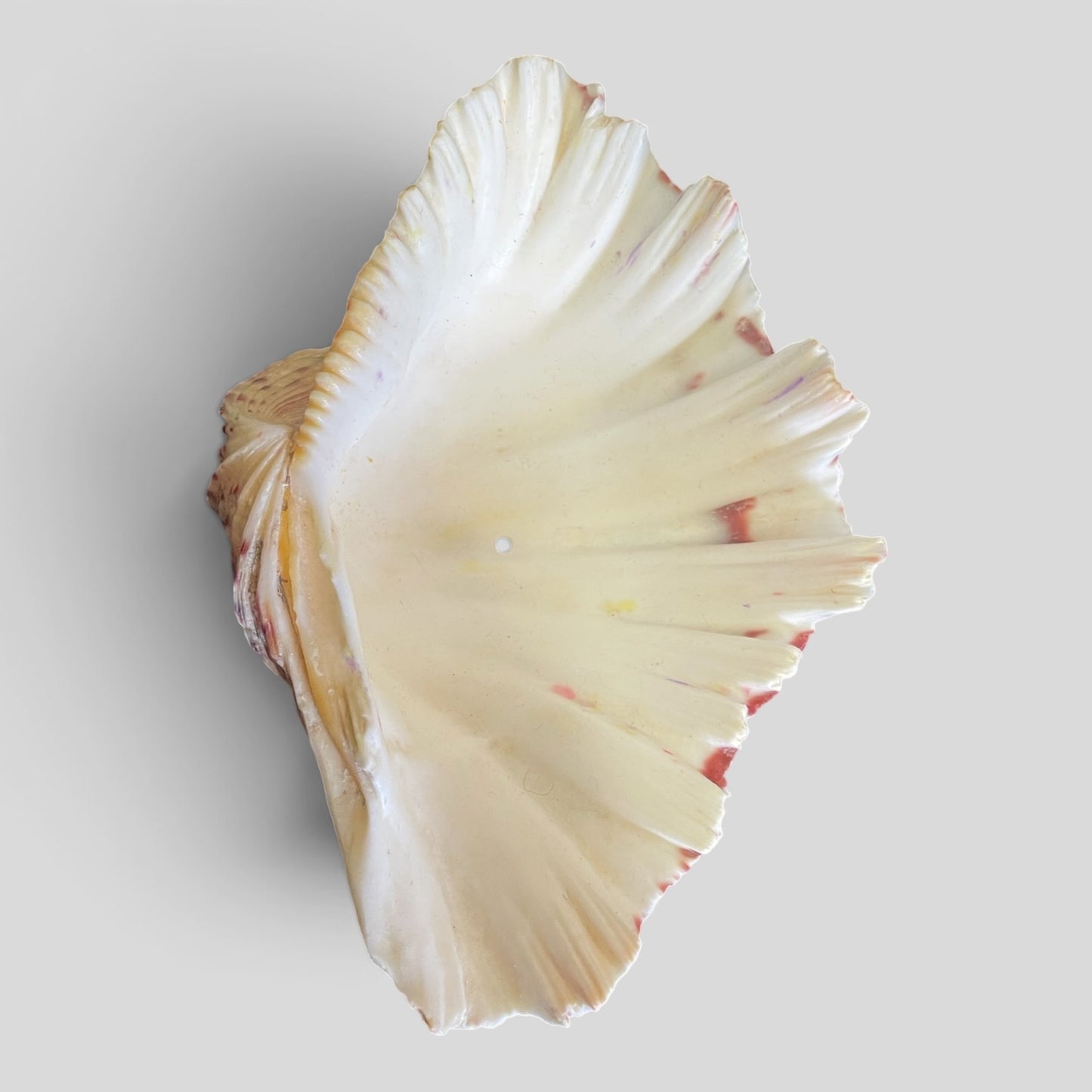 Shell Large Decor