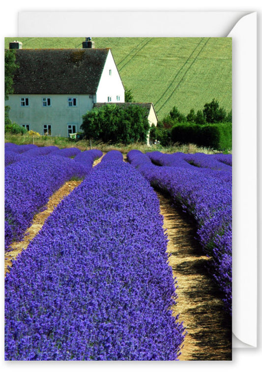 Blank Card | Lavender Field