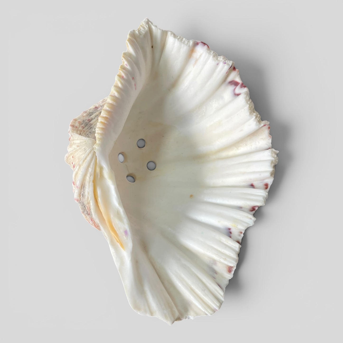Shell Large