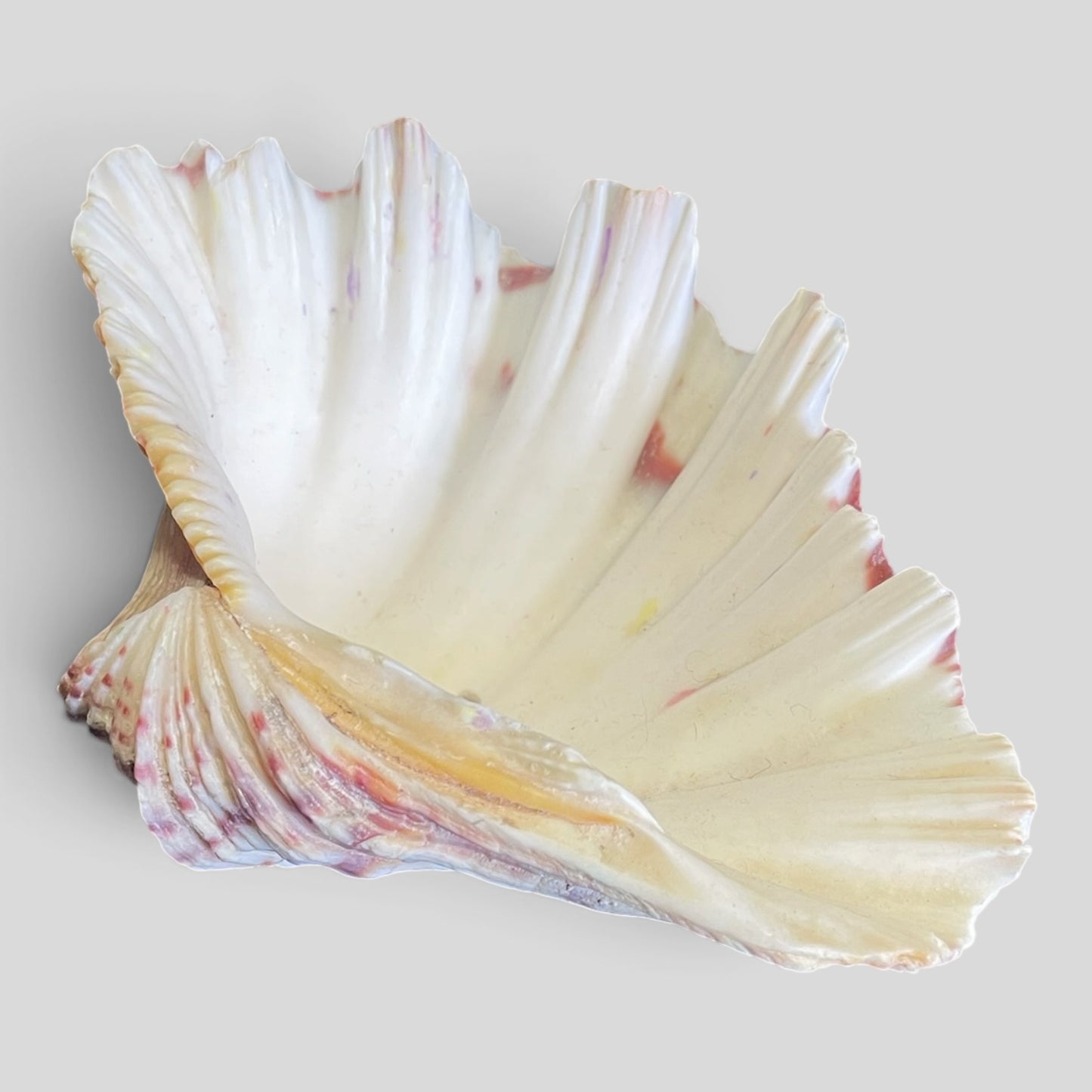 Shell Large Decor