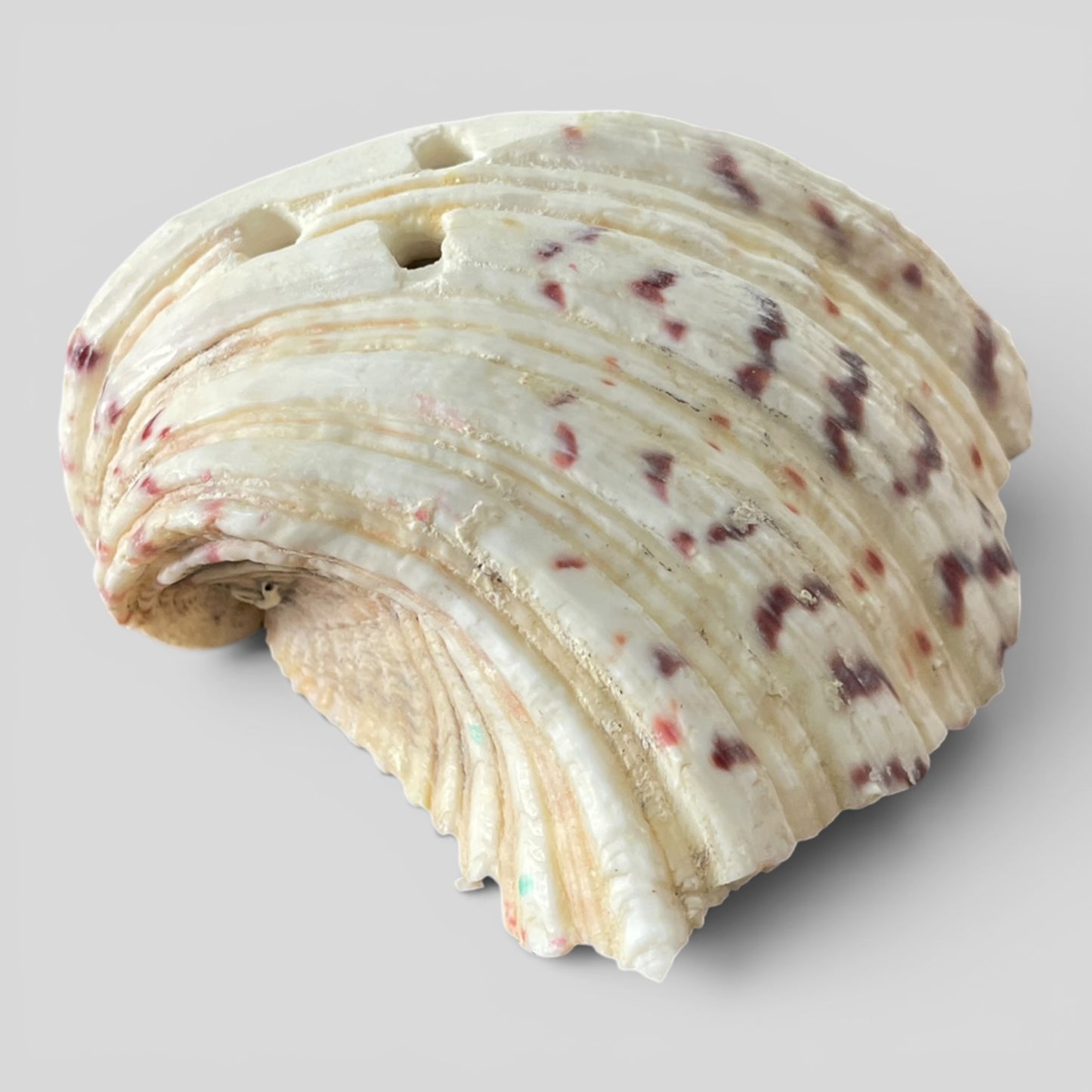 Shell Large