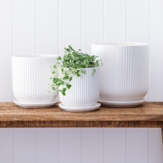 (2/3) Glazed White Caitlin Ribbed U Pot W Saucer 20x20cm(H)