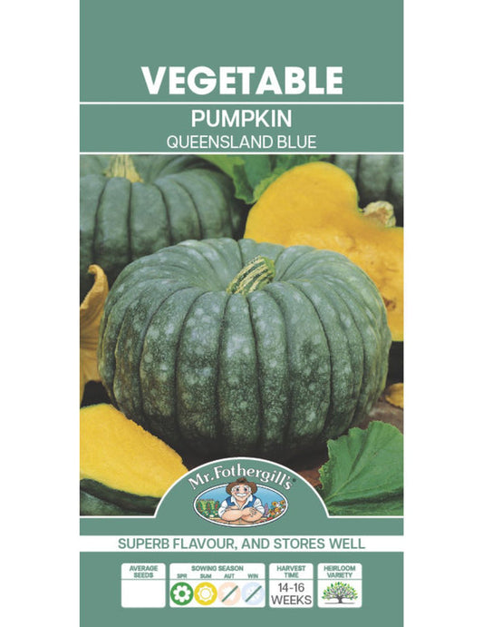 SEEDS PUMPKIN Queensland Blue