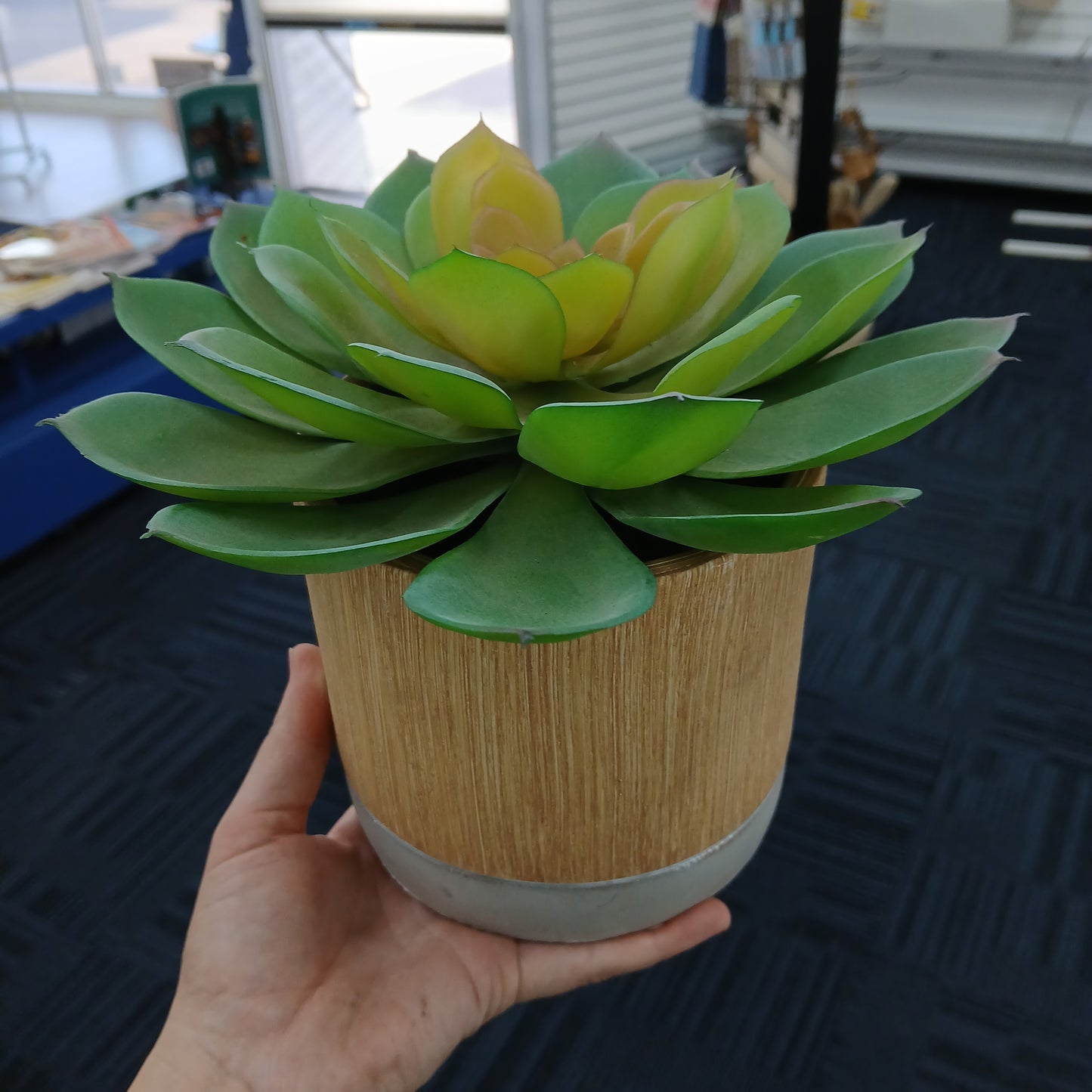 SUCCULENT IN POT