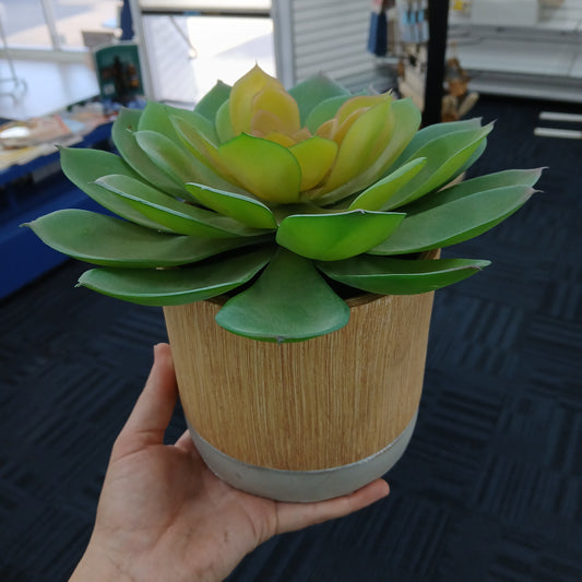 SUCCULENT IN POT